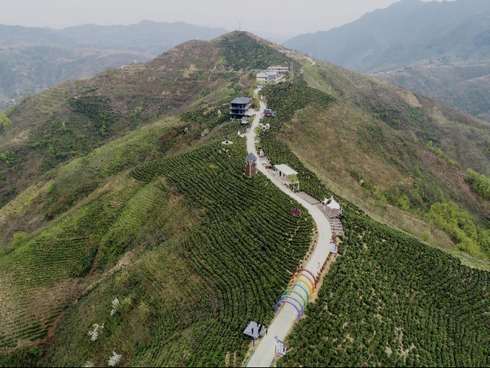 陜西廣電融媒體集團農(nóng)林衛(wèi)視助力陜西茶區(qū)“以茶興業(yè)，以茶富民”