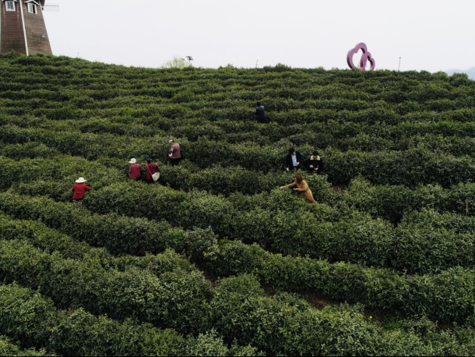 陜西廣電融媒體集團農(nóng)林衛(wèi)視助力陜西茶區(qū)“以茶興業(yè)，以茶富民”
