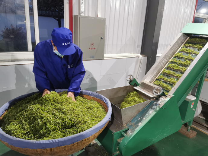 陜西廣電融媒體集團農(nóng)林衛(wèi)視助力陜西茶區(qū)“以茶興業(yè)，以茶富民”